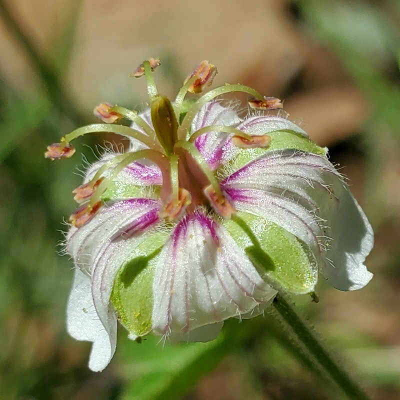Mogollon Geranium photo 3