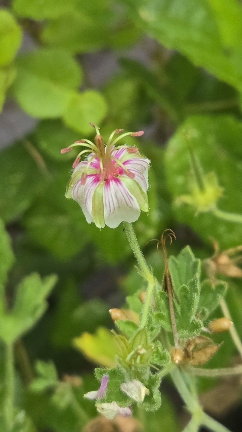 Mogollon Geranium photo 4