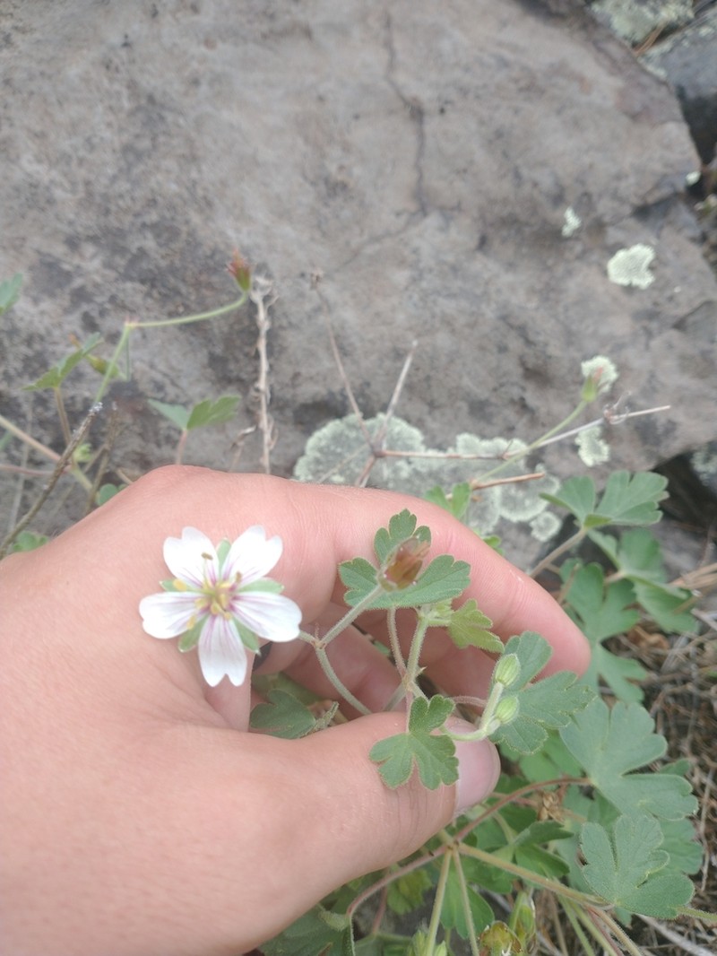 Mogollon Geranium photo 5