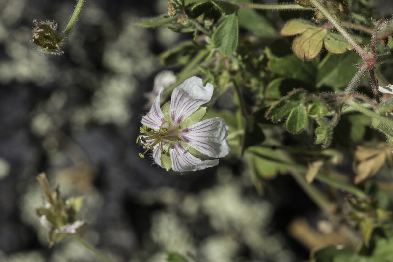Mogollon Geranium photo 6
