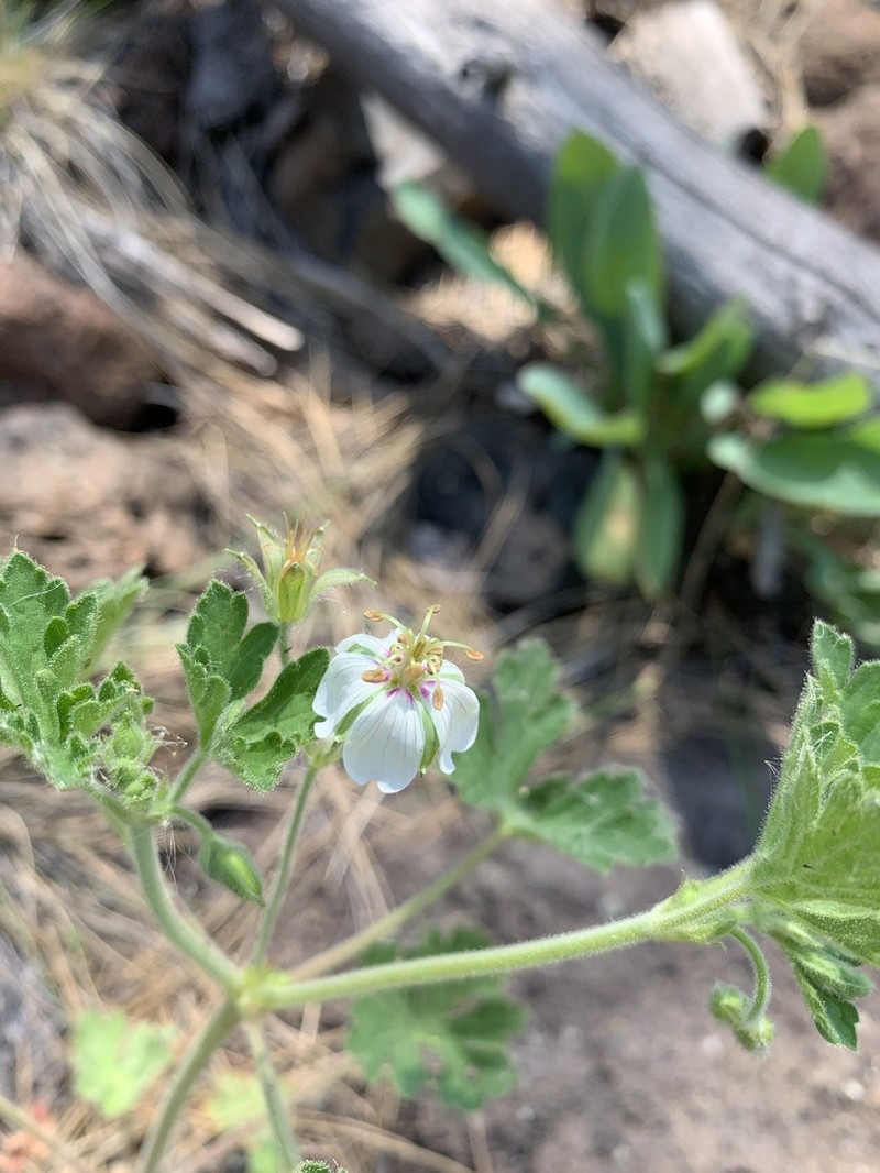 Mogollon Geranium photo 7