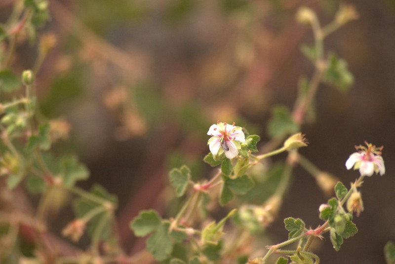 Mogollon Geranium photo 8