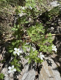 Geranium leucanthum