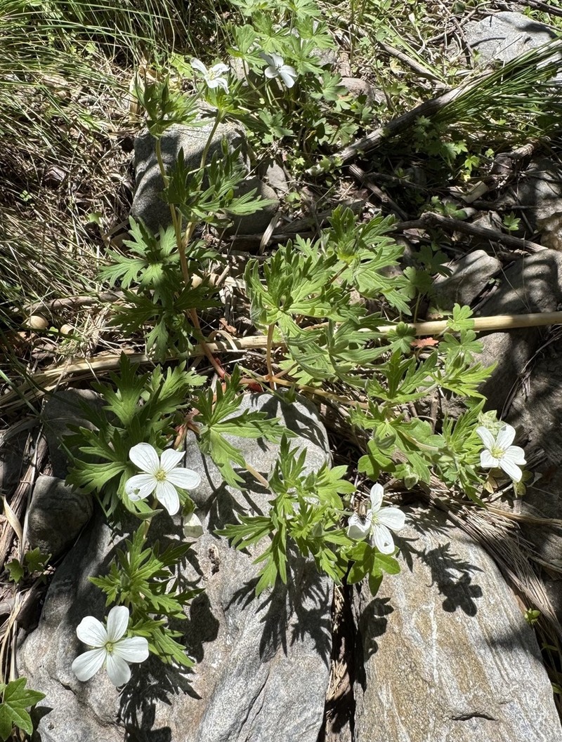 Geranium leucanthum