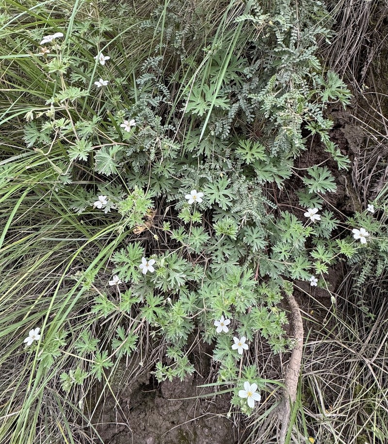 Geranium leucanthum photo 2