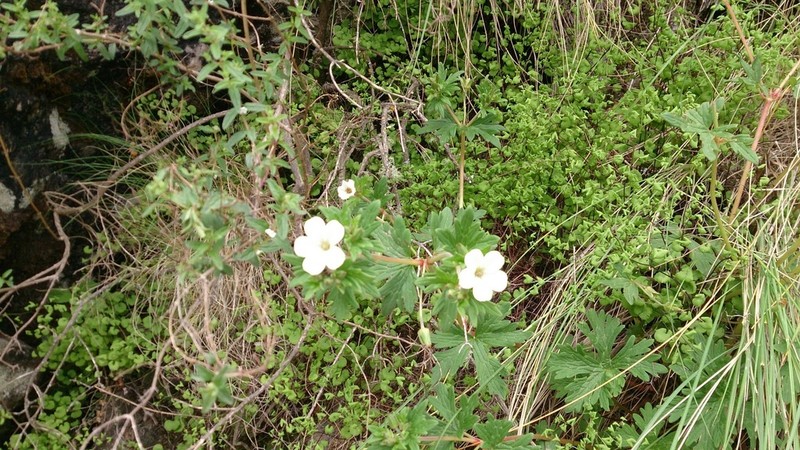 Geranium leucanthum photo 3