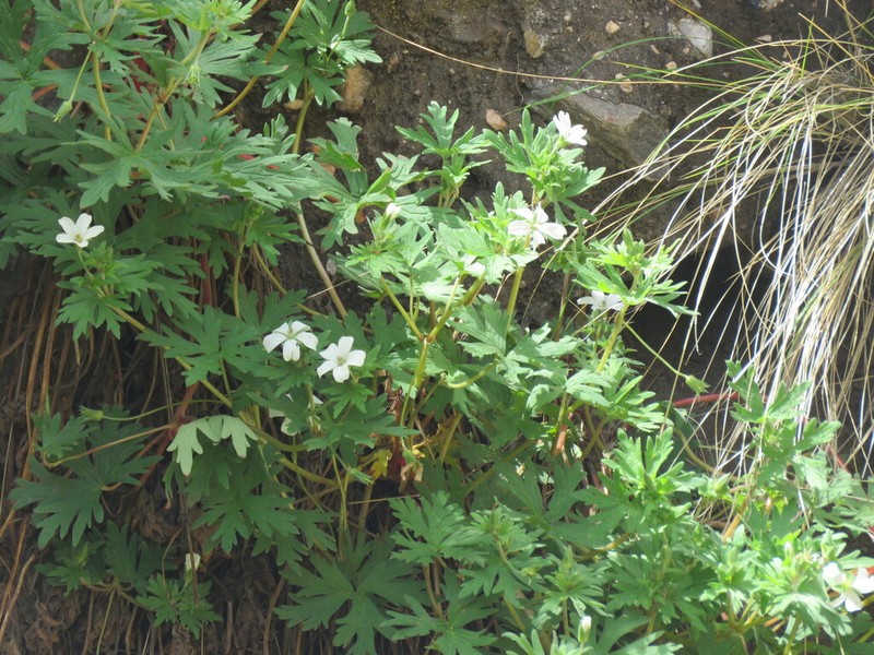 Geranium leucanthum photo 4