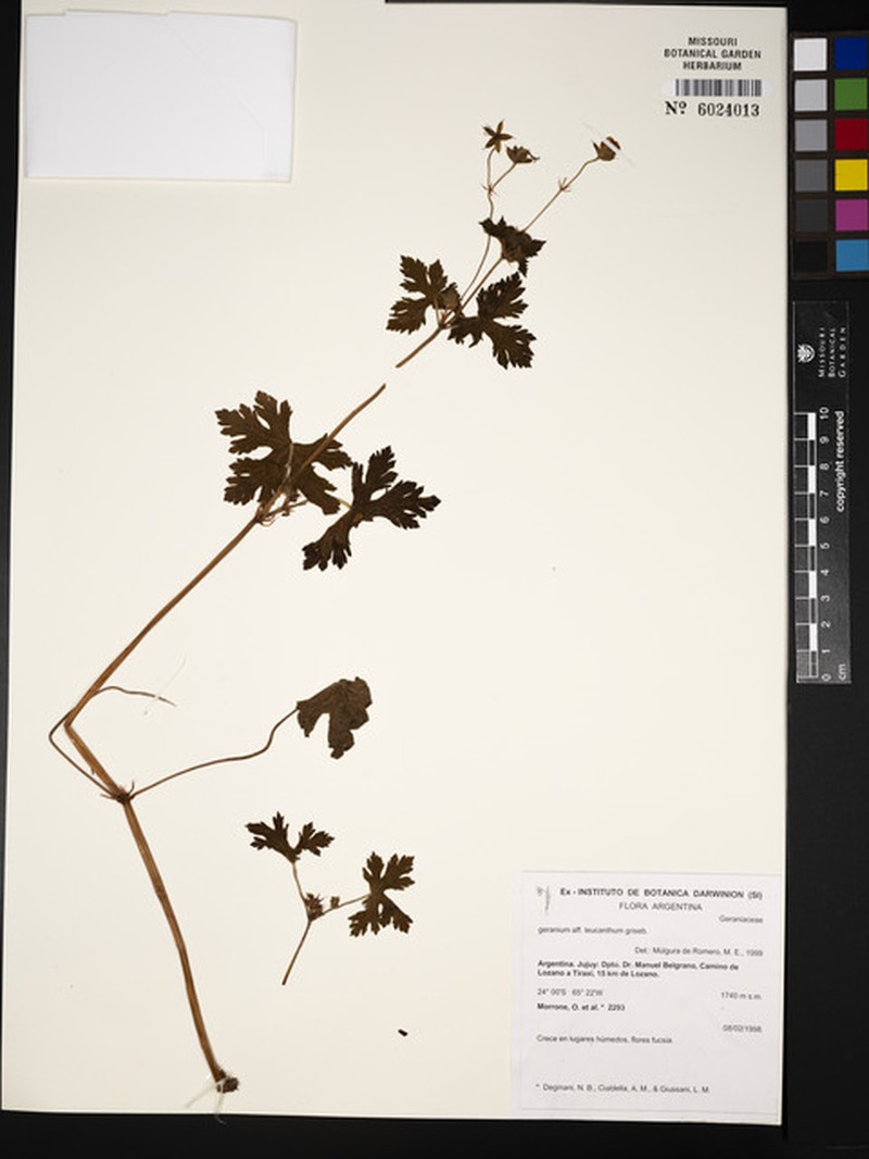 Geranium leucanthum photo 5
