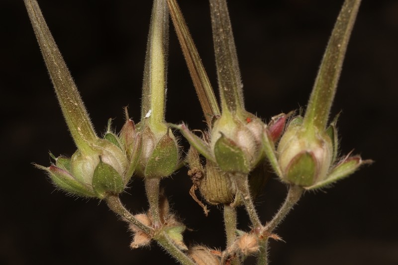 Geranium libani