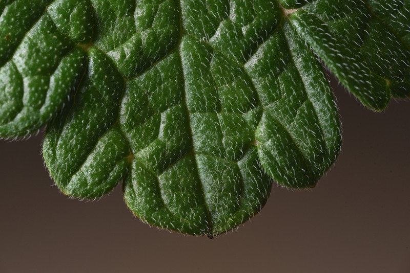 Geranium libani photo 2