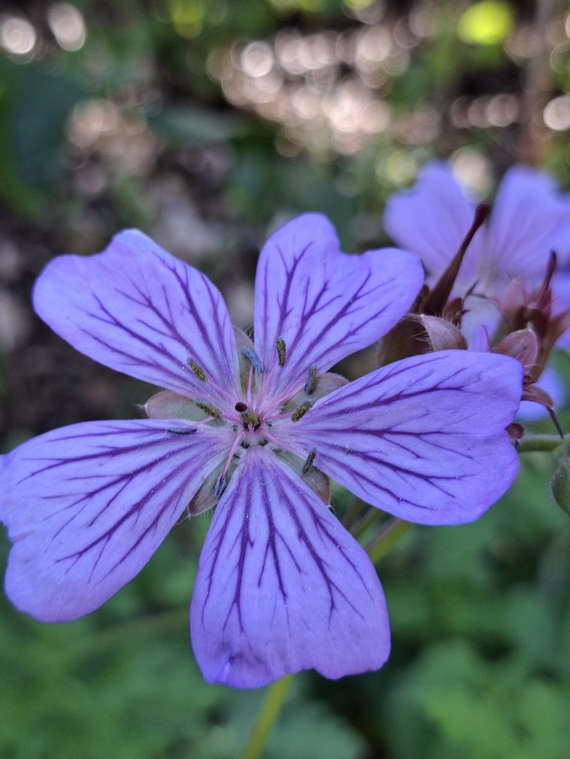 Geranium libani photo 3