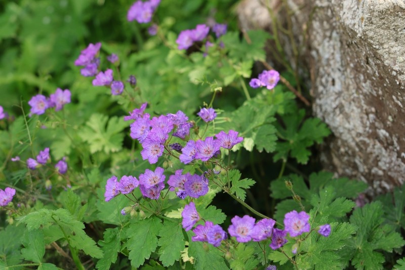 Geranium libani photo 4