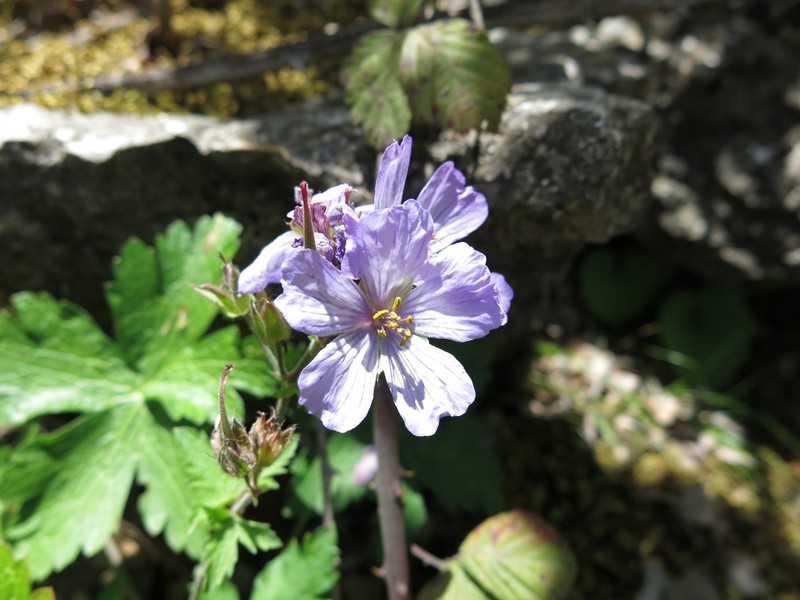Geranium libani photo 5