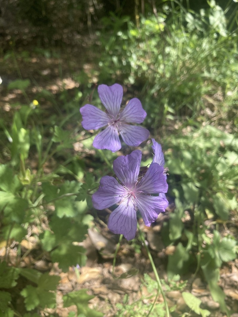 Geranium libani photo 6
