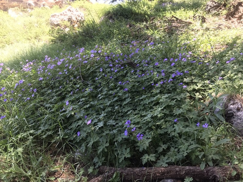 Geranium libani photo 7