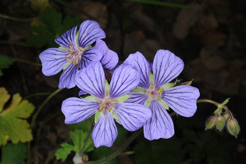 Geranium libani photo 8