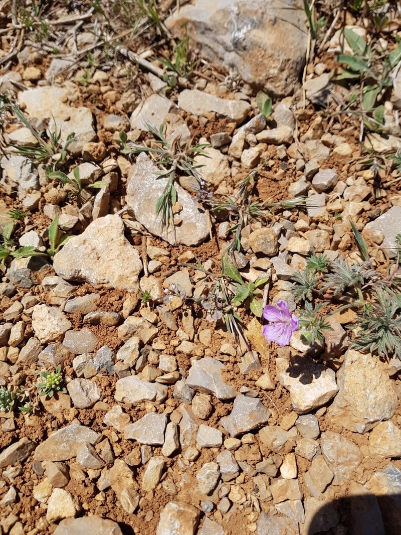 Geranium libanoticum
