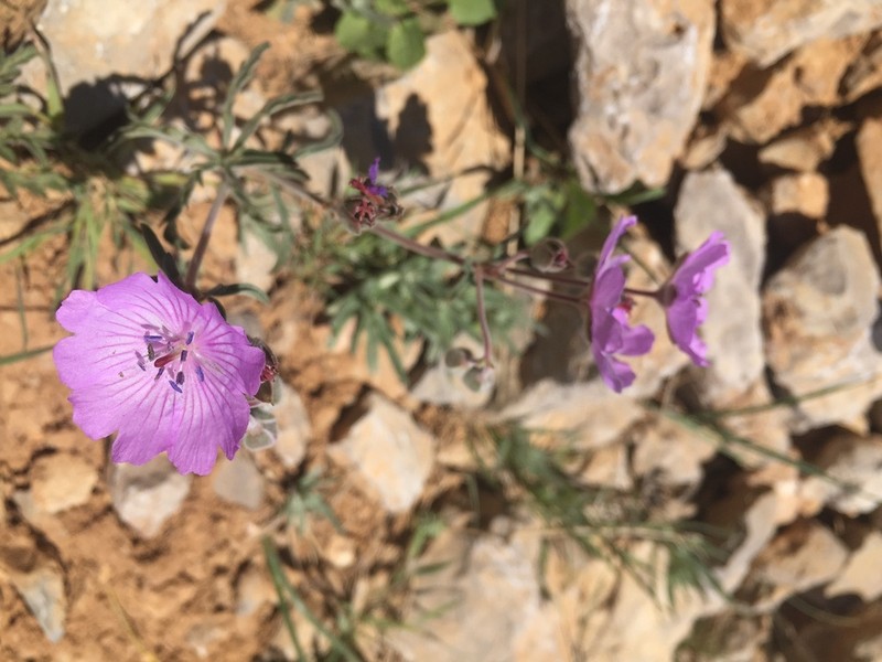 Geranium libanoticum photo 3