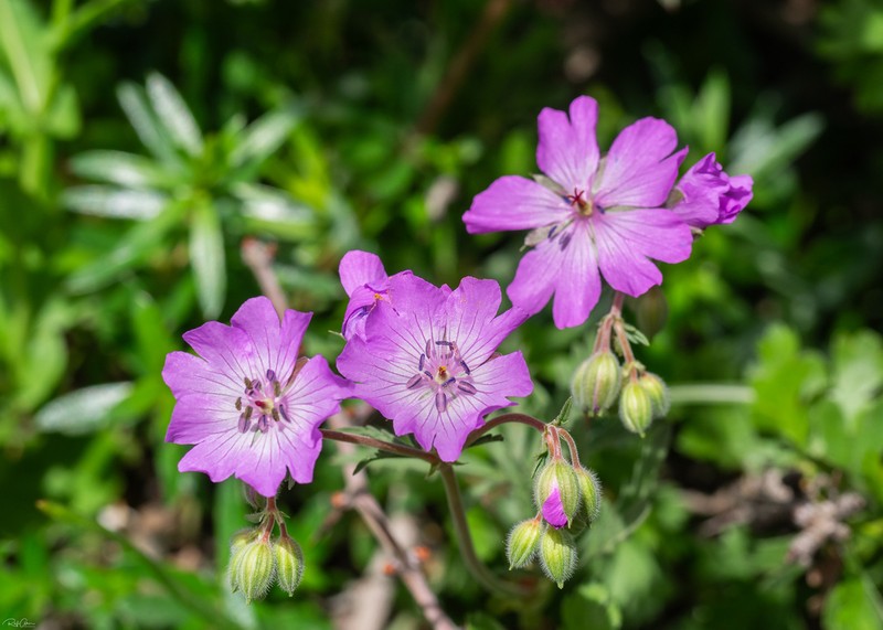 Geranium libanoticum photo 4