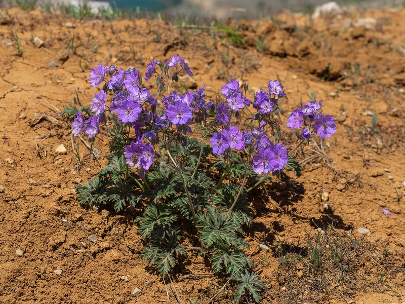 Geranium libanoticum photo 5