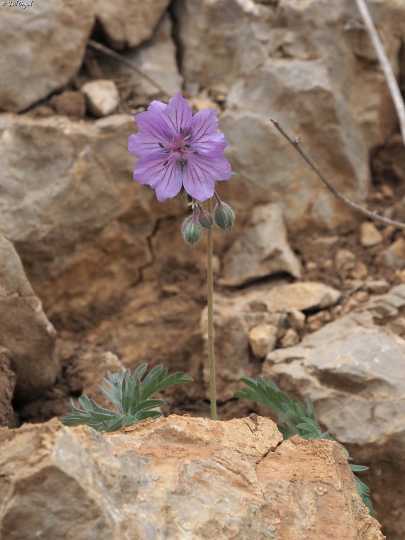 Geranium libanoticum photo 6