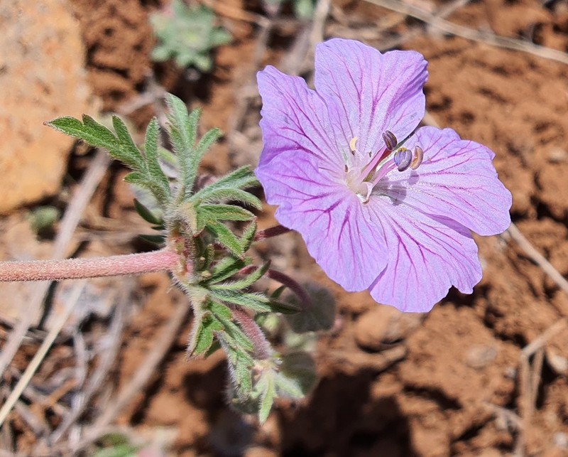 Geranium libanoticum photo 7