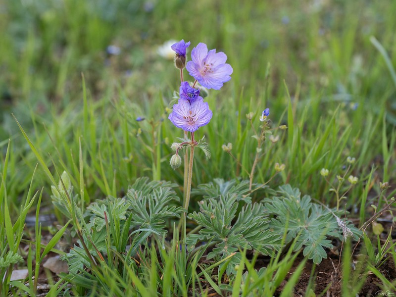 Geranium libanoticum photo 8
