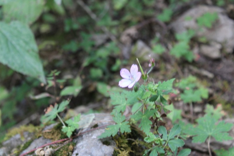Geranium lilacinum photo 2
