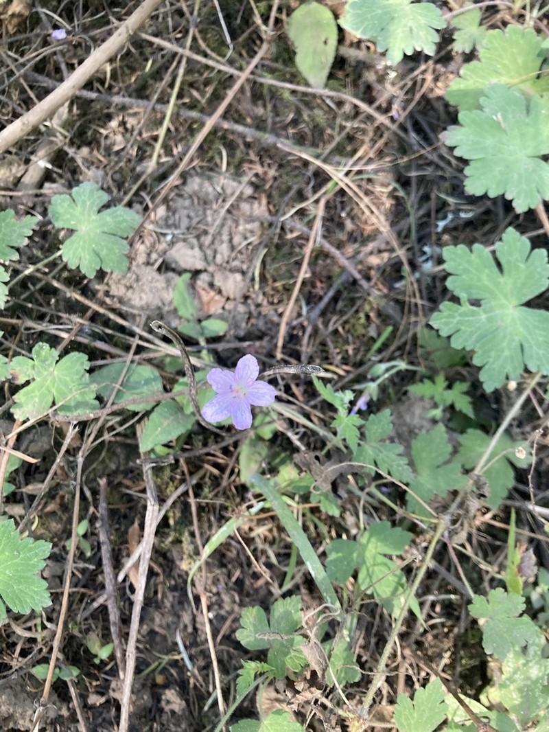 Geranium lilacinum photo 3