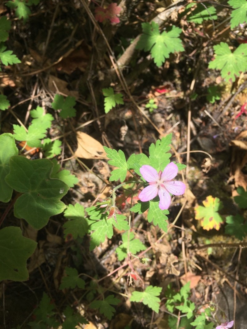 Geranium lilacinum photo 4