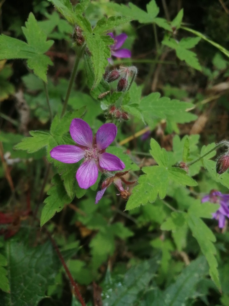 Geranium lilacinum photo 5