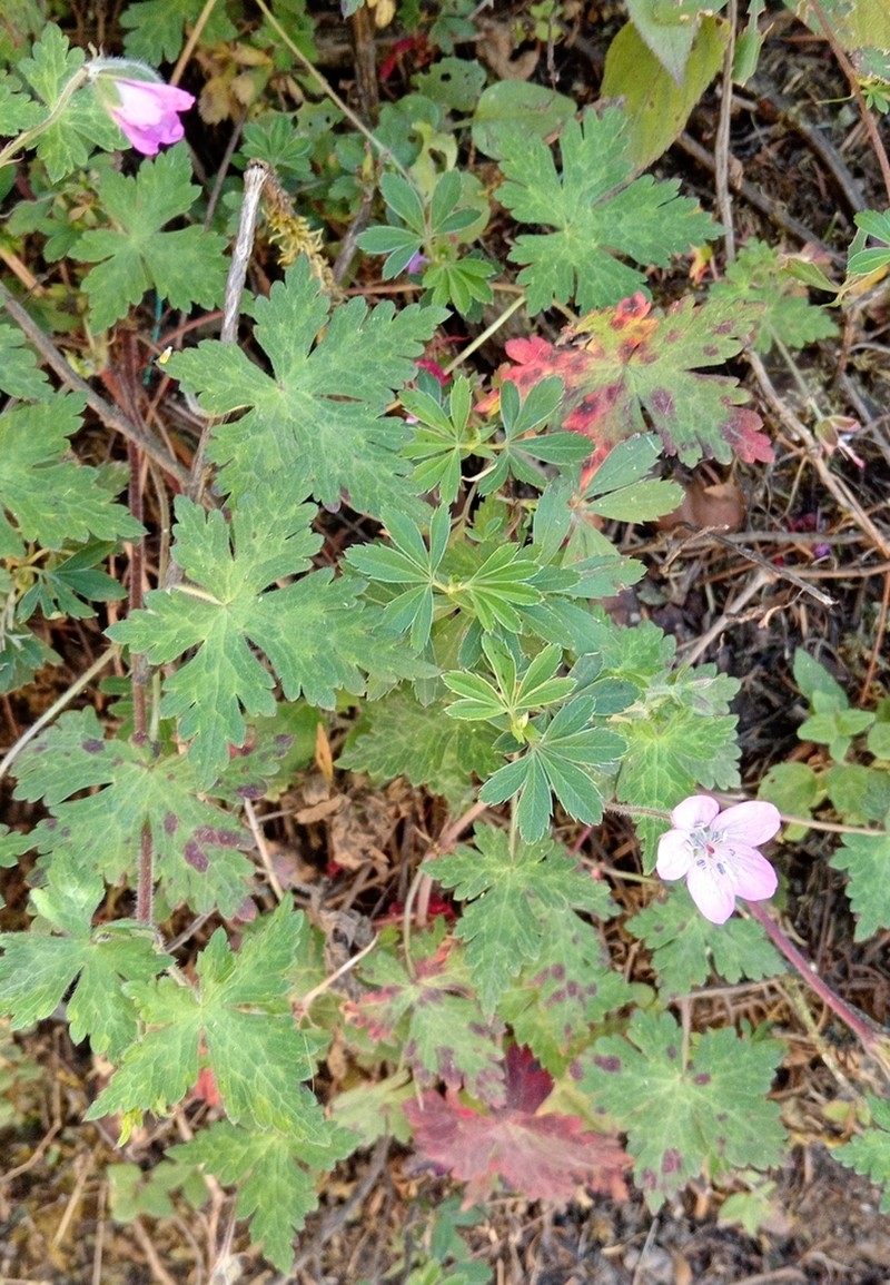 Geranium lilacinum photo 6