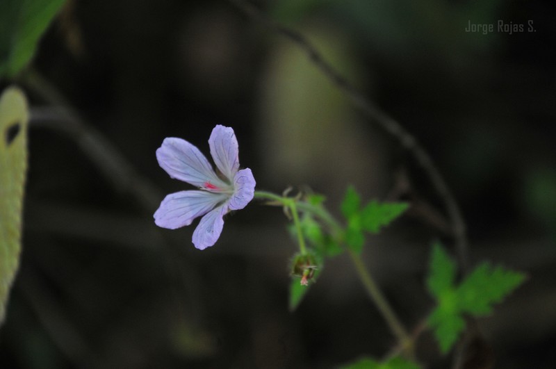 Geranium lilacinum photo 7