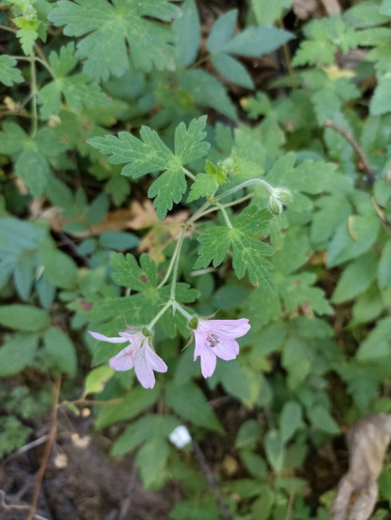 Geranium lilacinum photo 8