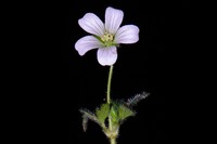 Geranium limae