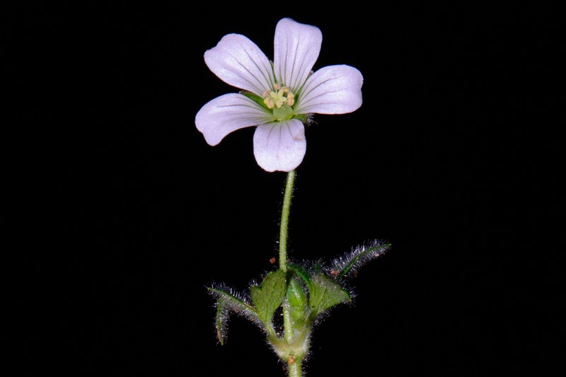 Geranium limae