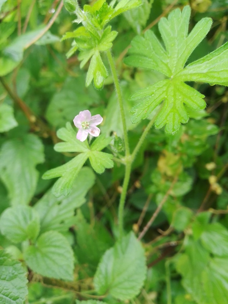 Geranium limae photo 2