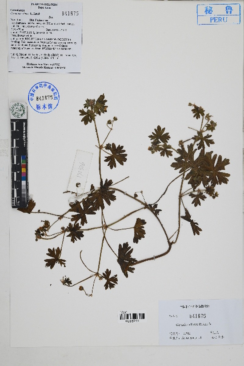 Geranium limae photo 3