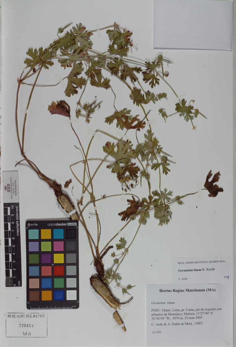 Geranium limae photo 4