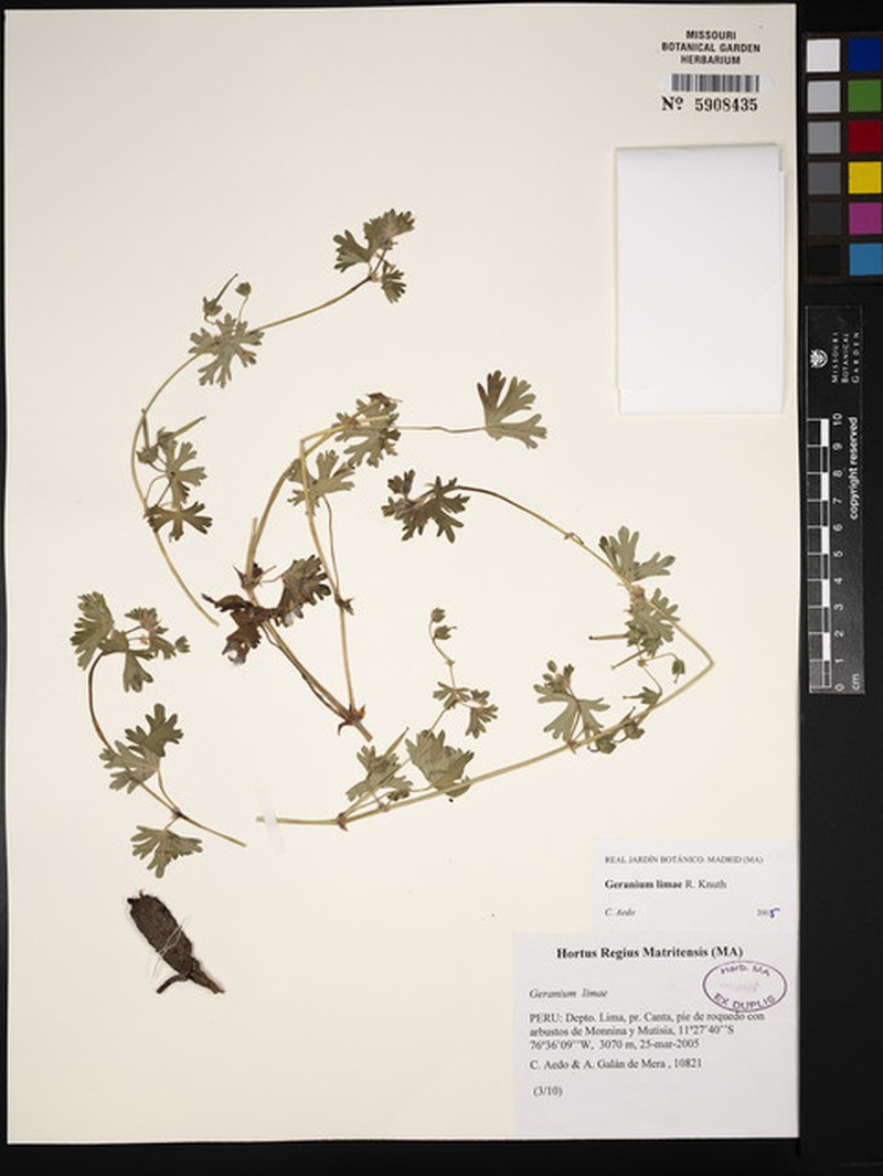 Geranium limae photo 5