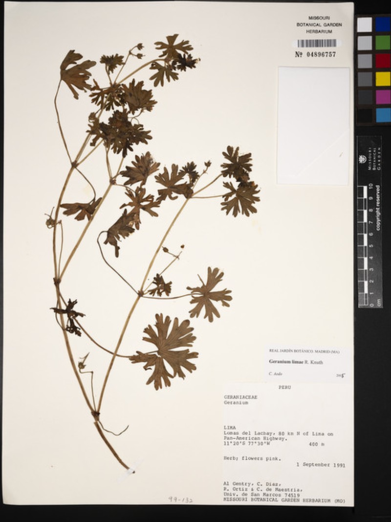 Geranium limae photo 6