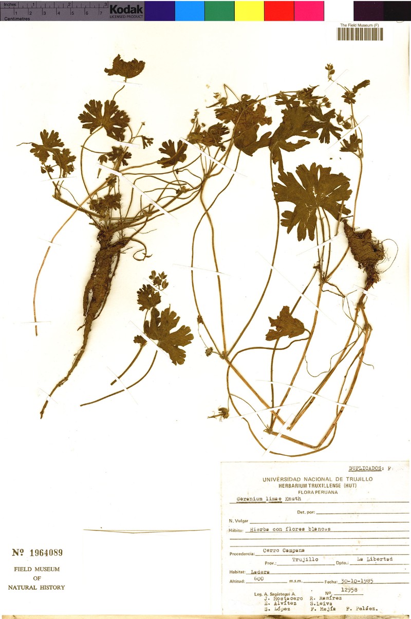 Geranium limae photo 7