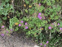 Geranium lindenianum