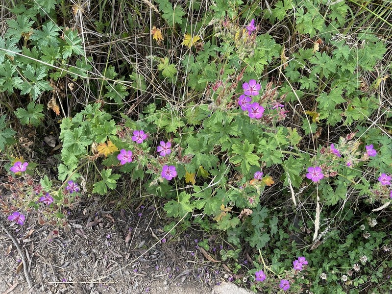 Geranium lindenianum