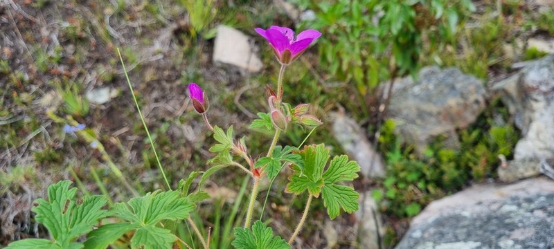 Geranium lindenianum photo 2