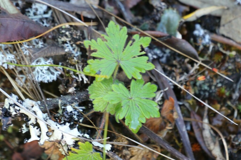 Geranium lindenianum photo 3