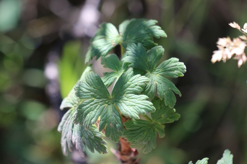 Geranium lindenianum photo 4