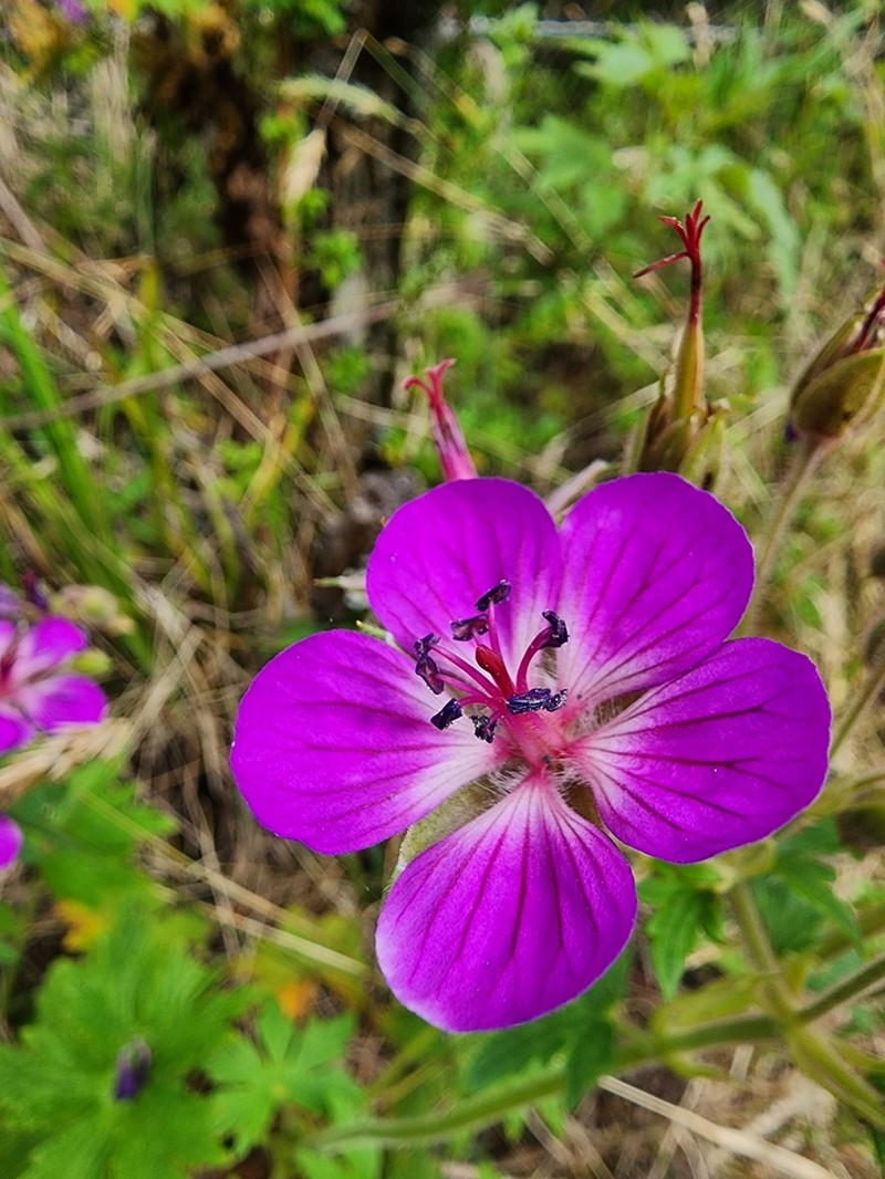 Geranium lindenianum photo 5