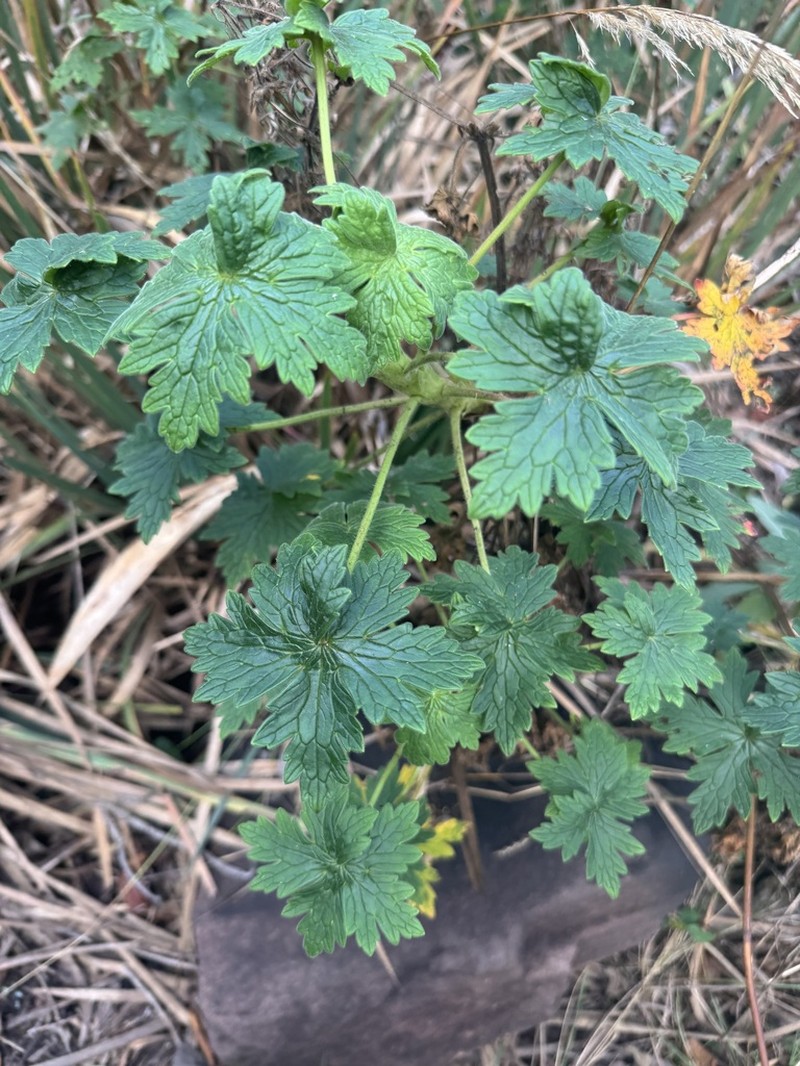 Geranium lindenianum photo 6