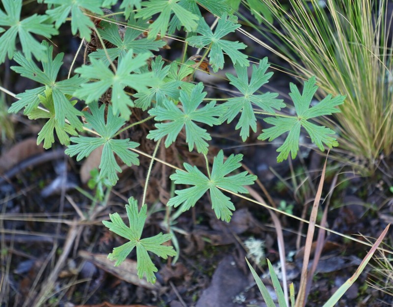 Geranium lindenianum photo 7